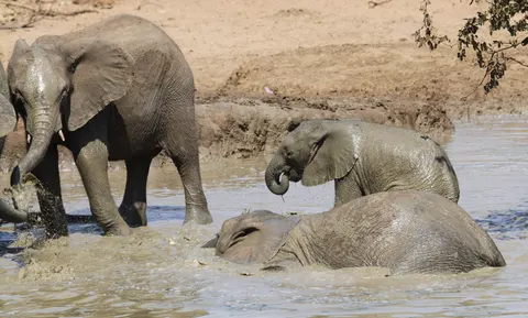 والپیپر فیل با کیفیت 4K · animals · 3840×2310