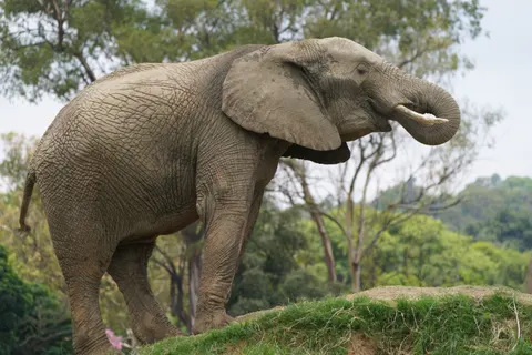 Elephant 4K Wallpaper · animals · 3840×2560