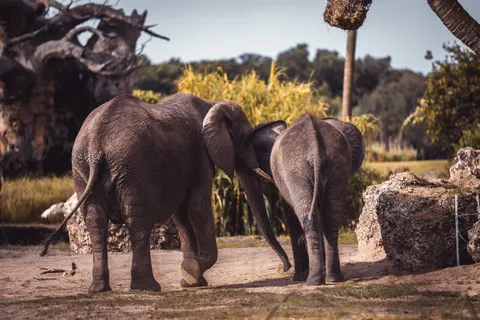 Elephant 4K Wallpaper · animals · 3840×2560