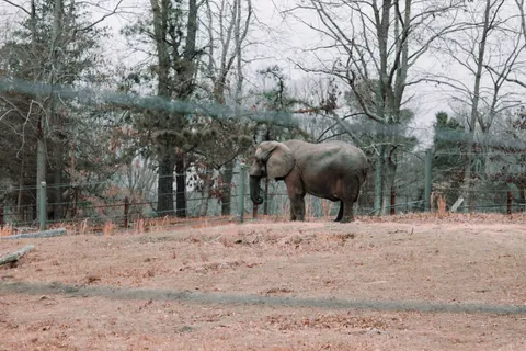 Elephant 4K Wallpaper · animals · 3840×2560