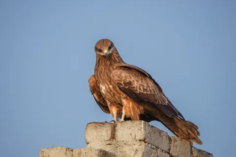 Eagle 4K Wallpaper · animals · 3840×2560