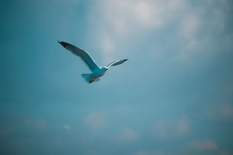 Eagle 4K Wallpaper · animals · 3840×2560