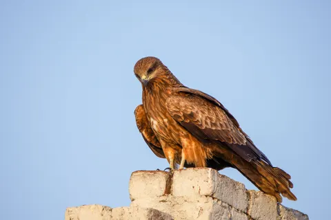 Eagle 4K Wallpaper · animals · 3840×2560