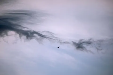 Eagle 4K Wallpaper · animals · 3840×2560