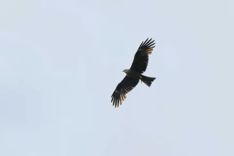 Eagle 4K Wallpaper · animals · 3840×2560