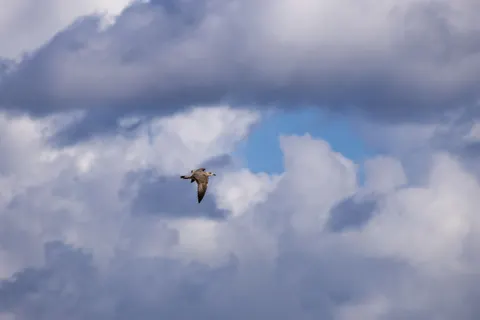 Fond d'écran Aigle 4K · animals · 3840×2560