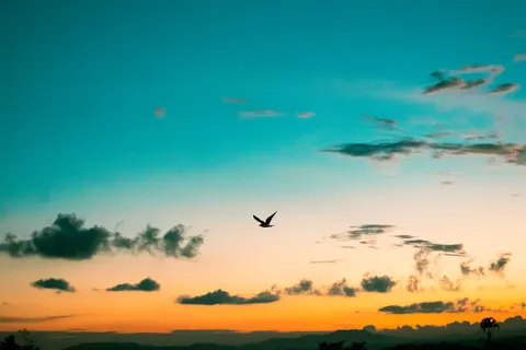Eagle 4K Wallpaper · animals · 3840×2560