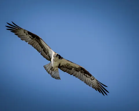 Eagle 4K Wallpaper · animals · 3840×3072