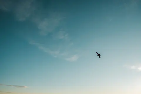 Eagle 4K Wallpaper · animals · 3840×2560