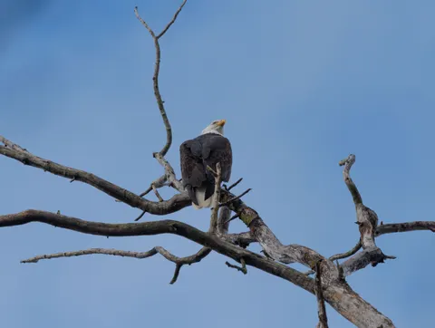 Eagle 4K Wallpaper · animals · 3840×2894