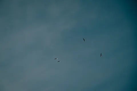 Eagle 4K Wallpaper · animals · 3840×2560
