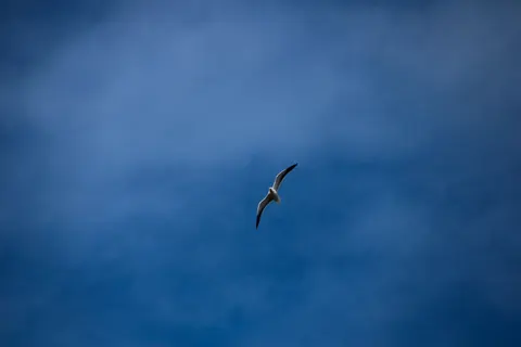 Eagle 4K Wallpaper · animals · 3840×2560