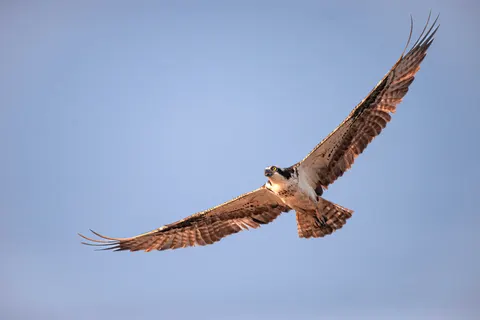 Eagle 4K Wallpaper · animals · 3840×2563