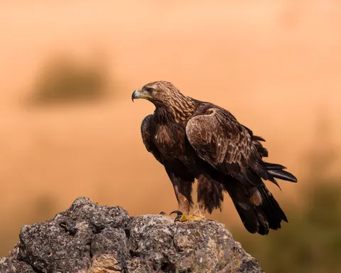 Eagle 4K Wallpaper · animals · 3840×3072