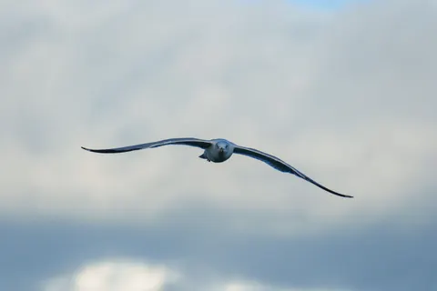 Eagle 4K Wallpaper · animals · 3840×2560