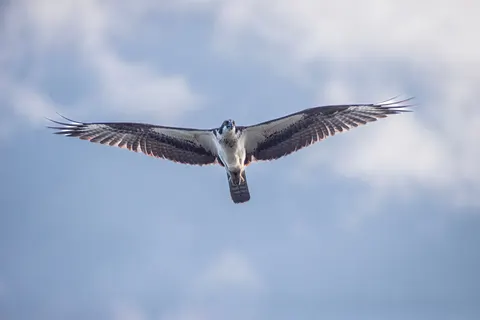 Eagle 4K Wallpaper · animals · 3840×2563