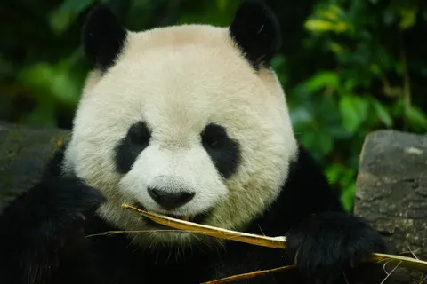 Panda 4K Wallpaper · animals · 3840×2560