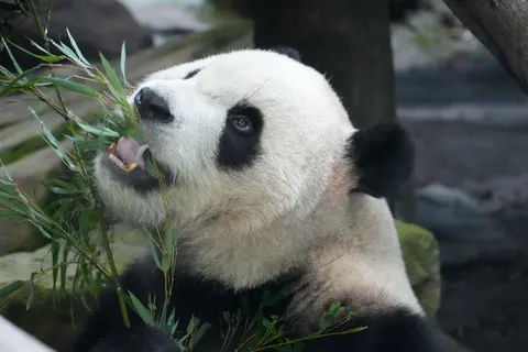 Panda 4K Wallpaper · animals · 3840×2560