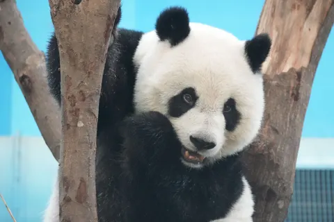 Panda 4K Wallpaper · animals · 3840×2560
