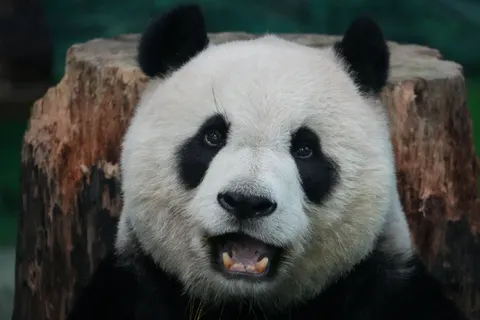 Panda 4K Wallpaper · animals · 3840×2560