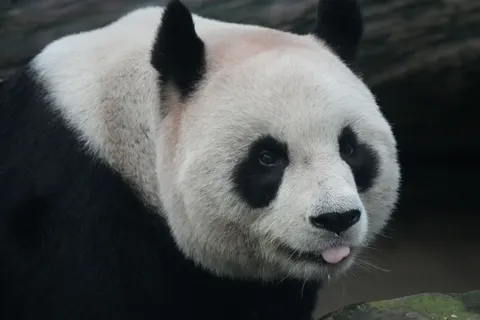 Panda 4K Wallpaper · animals · 3840×2560