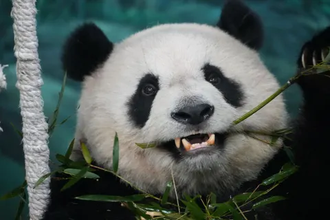 Panda 4K Wallpaper · animals · 3840×2560