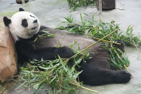 Panda 4K Wallpaper · animals · 3840×2560