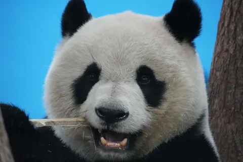 Panda 4K Wallpaper · animals · 3840×2560