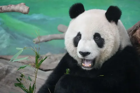 Panda 4K Wallpaper · animals · 3840×2560