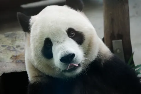 Panda 4K Wallpaper · animals · 3840×2560