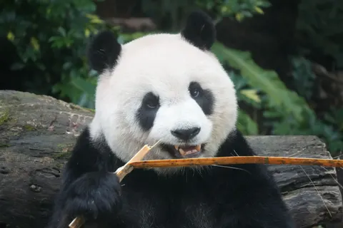 Panda 4K-achtergrond · animals · 3840×2560