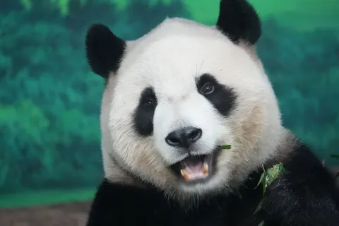Panda 4K Wallpaper · animals · 3840×2560