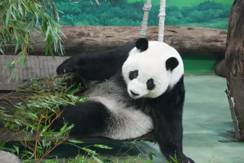 Panda 4K Wallpaper · animals · 3840×2560