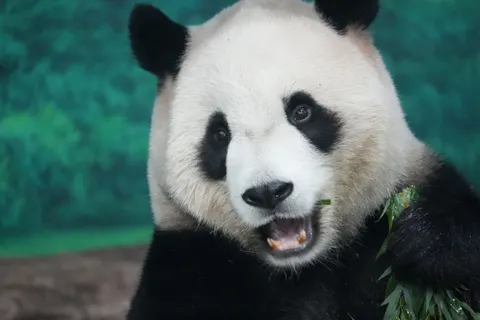 Panda 4K Wallpaper · animals · 3840×2560