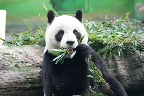 Fondo de pantalla Panda 4K · animals · 3840×2560