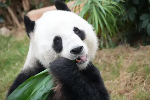 Panda 4K Wallpaper · animals · 3840×2560