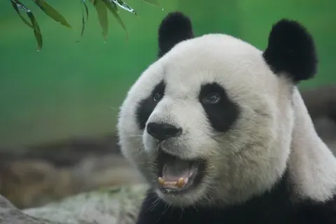 Panda 4K Wallpaper · animals · 3840×2560