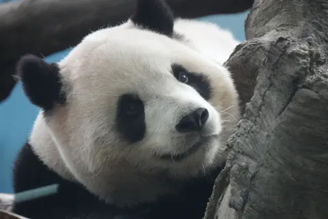 Panda 4K Wallpaper · animals · 3840×2560