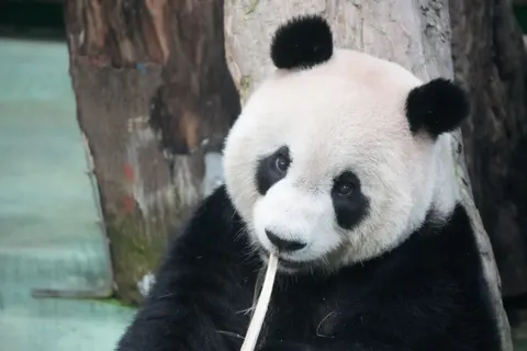 Fond d'écran Panda 4K · animals · 3840×2560