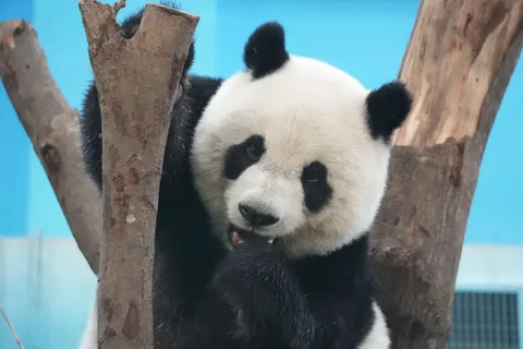 Panda 4K Wallpaper · animals · 3840×2560