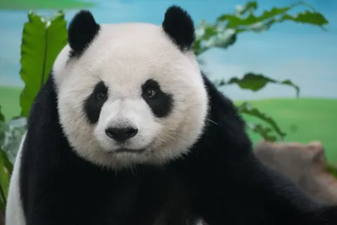 Panda 4K Wallpaper · animals · 3840×2560