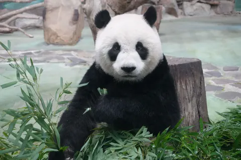 Panda 4K Wallpaper · animals · 3840×2560