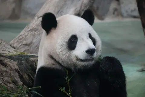 Panda 4K Wallpaper · animals · 3840×2560