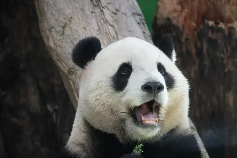 Panda 4K Wallpaper · animals · 3840×2560