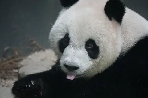 Panda 4K Wallpaper · animals · 3840×2560