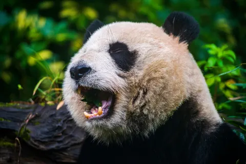 Panda 4K Wallpaper · animals · 3840×2563