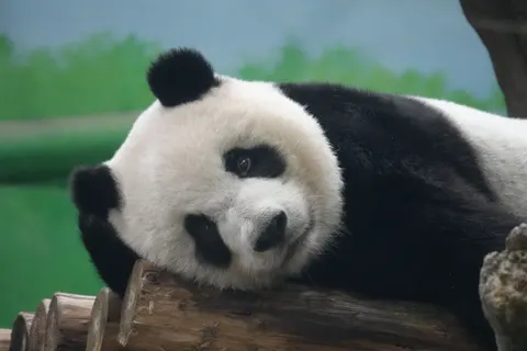 Panda 4K Wallpaper · animals · 3840×2560