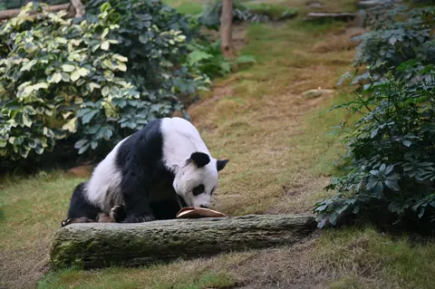Panda 4K Wallpaper · animals · 3840×2555