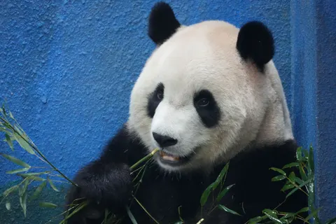 Panda 4K Wallpaper · animals · 3840×2560