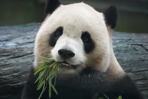 Panda 4K Wallpaper · animals · 3840×2560
